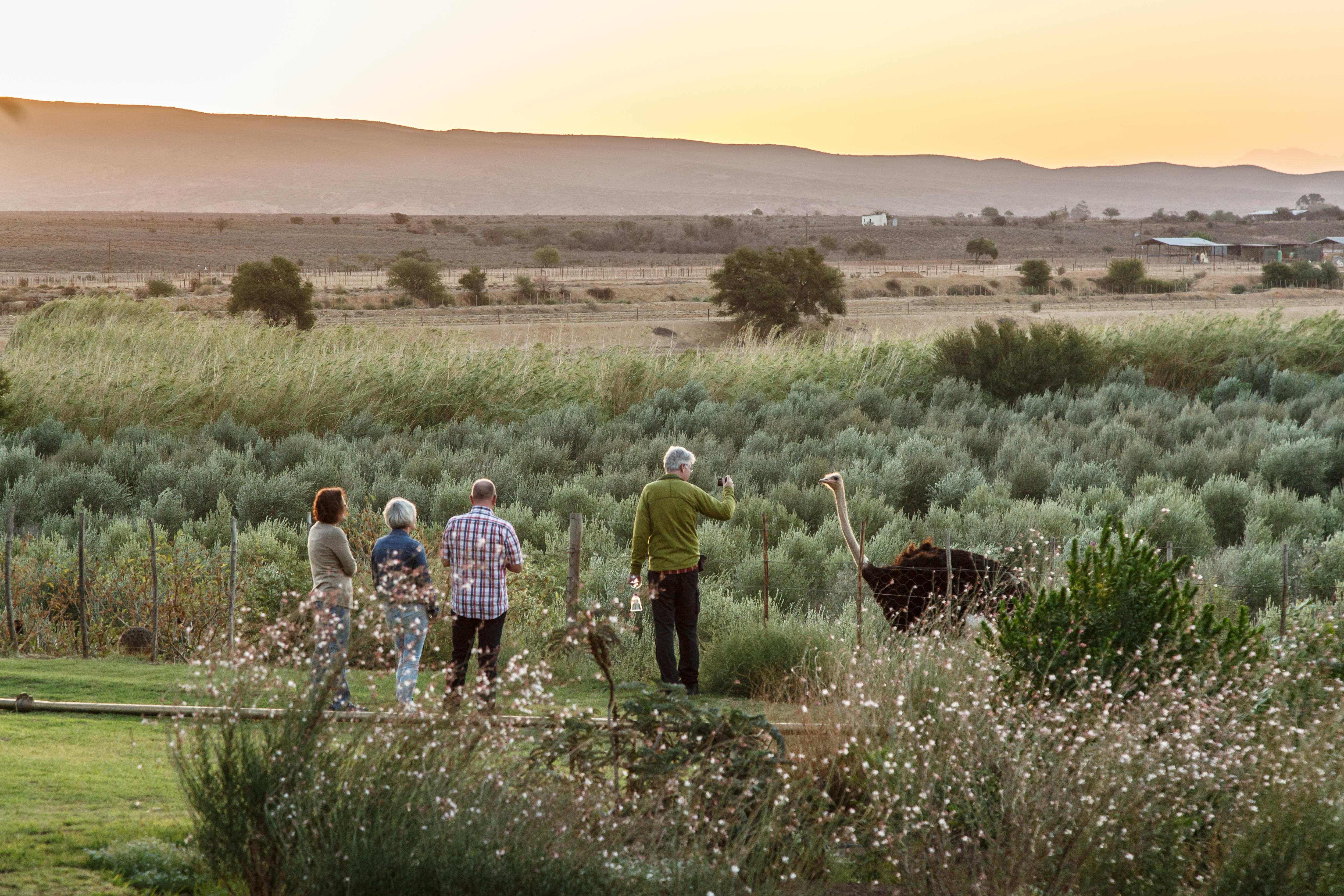 De Denne Country Guest House Oudtshoorn Εξωτερικό φωτογραφία