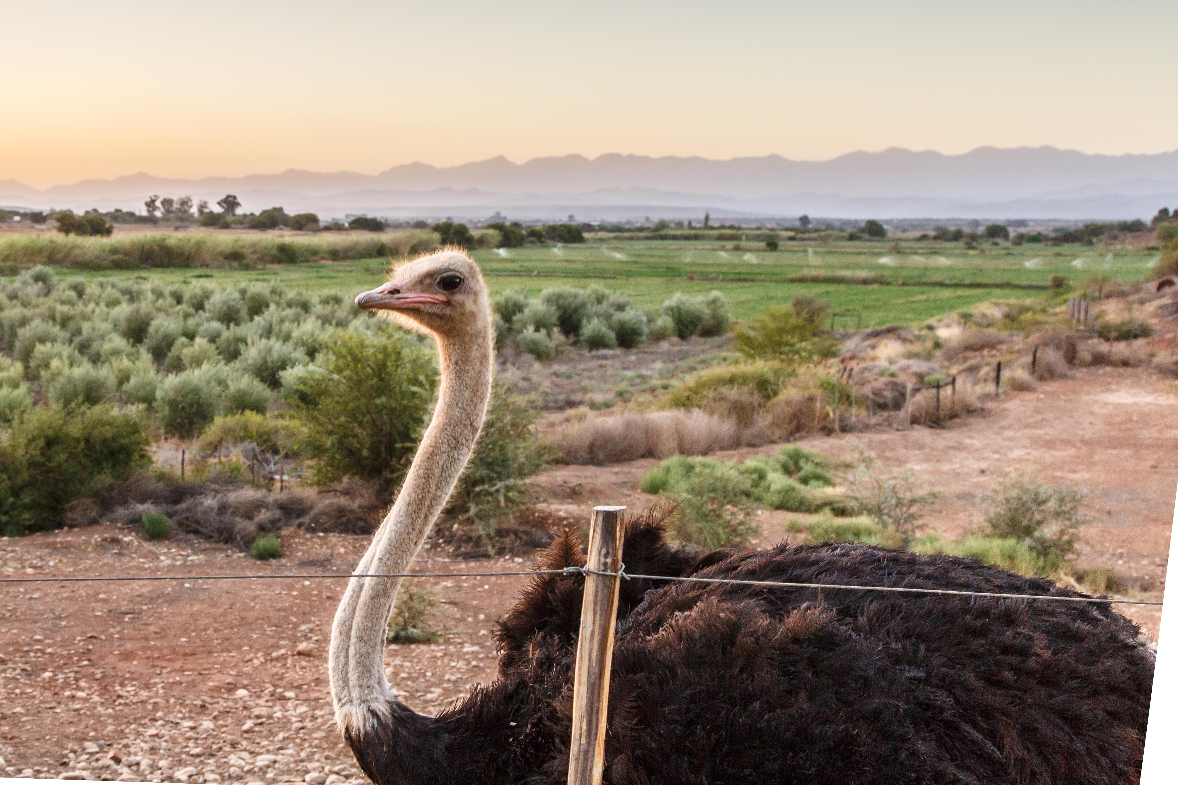 De Denne Country Guest House Oudtshoorn Εξωτερικό φωτογραφία